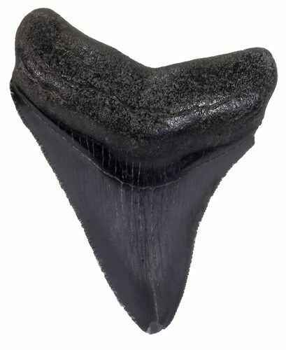 Juvenile Megalodon Tooth - Serrated Blade #58068